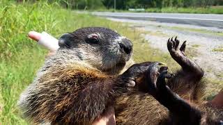 Wild Groundhog Near Grand Lake Casino Grove OK [upl. by Otit]