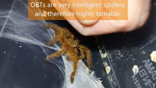 The LongTerm Effects of Constructional Approach Training CAT on the Tameness of Your Spider [upl. by Lehplar]