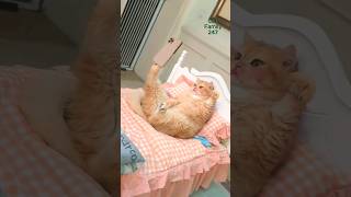 cat funny cute Carlo error cute babys baby girl [upl. by Erreipnaej]