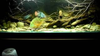 Central American cichlids feeding time [upl. by Dewie114]