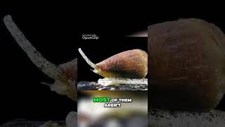 Unveiling the Deadly Secrets of the Cone Snail A Close Encounter with a Venomous Gastropod [upl. by Assetniuq]