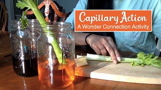 Capillary Action [upl. by Imailiv]