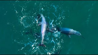 Dolphins mating sequence raw footage 2024  Full interactions 4k 50p [upl. by Cornwell]