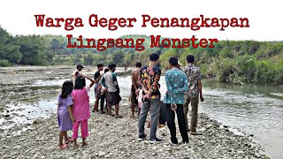 BERBURU HAMA LINGSANG WERGUL 2 Warga Geger Penangkapan Lingsang Monster [upl. by Ina]