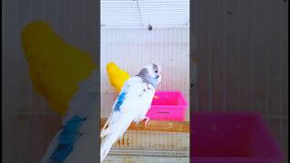 Budgies sound budgies realsoundbudgies budgiesvlog cute colour budgies viralshorts [upl. by Hyman]