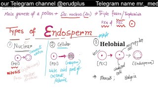 TYPES OF ENDOSPERM IN ANGIOSPERMS  NUCLEAR  CELLULAR  HELOBIAL ENDOSPERM [upl. by Nnaeirual]