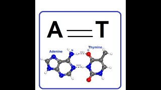 Adenine and Thymine  A Perfect Pair in DNA 2024 [upl. by Aniara114]