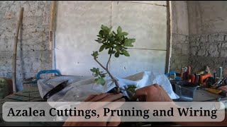 1 Working On Azalea Bonsai Pruning Wiring and Cuttings quotEASYquot [upl. by Ztnaj]