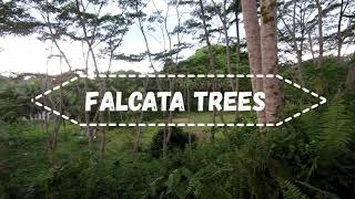 FALCATA TREE PLANTATION IS A SURE WAY TO MAKE MONEY [upl. by Nady]