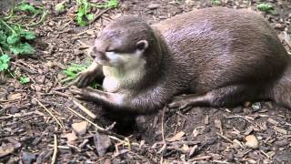 Cute Otters playing with stones and rock and squeaking [upl. by Latsyc446]