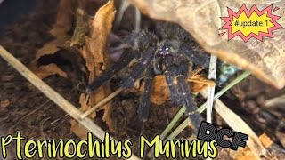 Pterinochilus Murinus  DCF MIKUMI OBT  tarantula fyp fypシ subscribe giantspider [upl. by Felise]