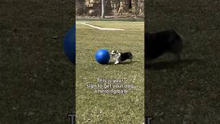 Get Your Dog a Herding Ball Instead of Playing Fetch which is bad for their joints [upl. by Lleval]