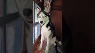 Husky howling 😂🐺dogshortshuskydogsiberianhusky [upl. by Kokaras]