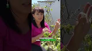 How to Grow Ground Cherries from Seed Essential Tips and Tricks [upl. by Deirdra75]