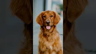 Golden Retriever Portraits dogphotography streetportraits streetphotography 85mm dogportraits [upl. by Askari]