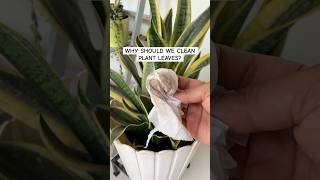 Why should you clean your plant leaves Details in description snakeplant plants greengoatales [upl. by Vikki659]