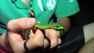 Rough Green Snake [upl. by Kcerred]