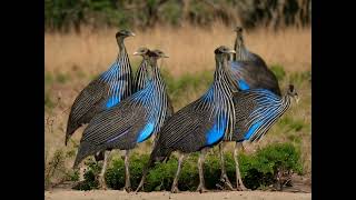 Beautiful and Unique Birds Vulturine Guineafowl endemicbirds birds [upl. by Loralie82]