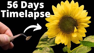 Growing Sunflower Time Lapse  Seed To Flower [upl. by Ardnat]