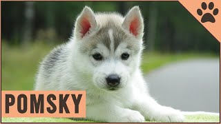 Pomsky  Dog Breed Information [upl. by Caria]