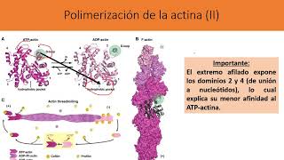 Citoesqueleto celular Rol de la actina en el anclaje y la contraccion [upl. by Nnylhtak442]