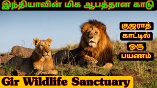 இந்தியாவின் மிக ஆபத்தான கிர் காட்டில் ஒரு பயணம்Gir wildlife sanctuarygujarat [upl. by Niwde]