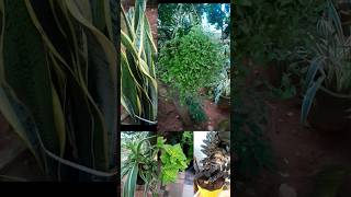 Top 5 plants that can be grown easily plants garden easy shortsfeed ytshort snakeplant spider [upl. by Cirle]