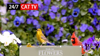 247365 LIVE Cat TV for Cats to Watch 😻 Relaxing Song Birds Singing No Ads [upl. by Ttnerb]