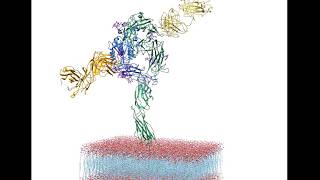 Detailed Model of an Integrin Protein in Active Form [upl. by Anaet]