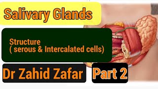 Part2structure of salivary glandserous cellsintercalated ducts structure salivaryglands [upl. by Ahsrats]