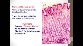 Histology Stomach [upl. by Sharleen]