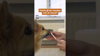 Waarom de tanden van je hond poetsen hondentraining [upl. by Noraha]