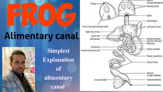 Digestive system of frog  alimentary canal of frog  anatomy [upl. by Valdemar]