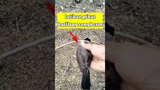 LATIHAN BURUNG KUTILANG PIKAT CENGRAM burungkutilangpikat [upl. by Tarrsus112]