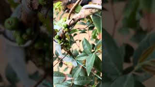 Part 1 Jabuticaba or known as 树葡萄 melaka nature fertilizer hobby love jayatanimalaysia me [upl. by Sukram]