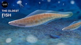 Oldest Fish On Earth The Haikouicthys  Oldest On Earth  09 [upl. by Htebsle461]