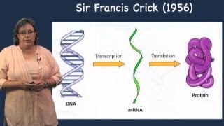 Prokaryotic vs Eukaryotic transcription  Melissa Moore U MassHHMI [upl. by Dorsman277]