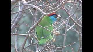 Bluethroated Barbet is found in Indian Subcontinent and Southeast Asia [upl. by Yoho]