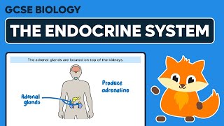 The Endocrine System  GCSE Biology [upl. by Jarnagin759]