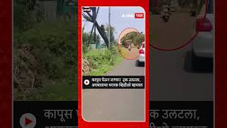 Sangli Truck Accident  कापूस घेऊन जाणारा ट्रक उलटलाअपघाताचा थरार व्हायरल Video [upl. by Ennyletak]