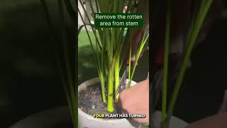 areca palm carearecapalmcare youtubeshorts viralvideo trending nature [upl. by Ahscrop463]