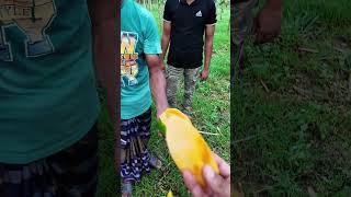 পেঁপে এত স্বাদ কে farmers farming papayafarm papaya papayafarming পেঁপে agriculture food [upl. by Nnayllehs]