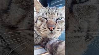 hes sleepy funny memes cat funnycats funnyanimals catlover animals [upl. by Ariem508]