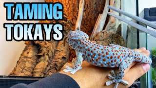 FEEDING MY TOKAY GECKOS  TAMING TOKAYS [upl. by Nahgeam]