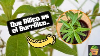 Aloysia polystachya  La Planta de BURRITO ⋆ ️EXCELENTE Para el Mate y el Té [upl. by Hsima]