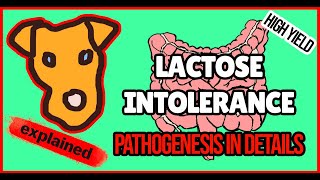 Pathogenesis of Lactose intolerance Mechanism of clinical symptoms Lactase deficiency EXPLAINED [upl. by Gladdy]