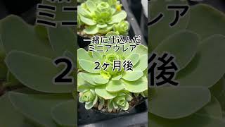 グリーノビアが2ヶ月後モリモリになってきました🙌 succulents 多肉植物 グリーノビア ドドランタリス ミニアウレア [upl. by Kinnie]