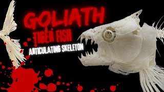 ARTICULATING SKELETON GOLIATH TIGERFISH FINAL [upl. by Aydan265]