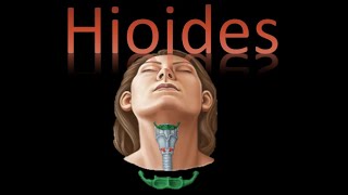 🦴 Hiodes Viscerocráneo  Cráneo y cara  Cuello  Anatomía [upl. by Formenti]