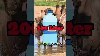 Ist wirklich Wasser im Kamelhöcker wissenswert info biologie facts tiere mythos natur [upl. by Adina]